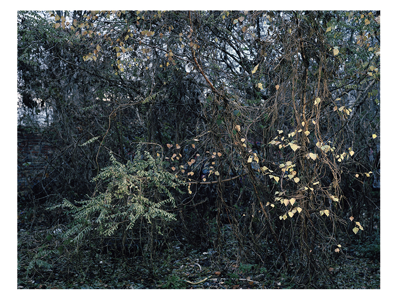 Dickicht, 2016